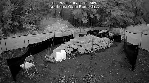 2480 lb Giant Pumpkin Timelapse | aka "Bear Swipe" | Winner of Topsfield Fair