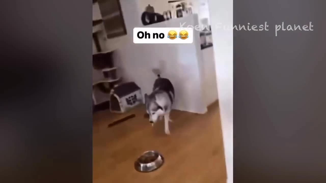 Funny animals 2024 | funny dogs| funny cats