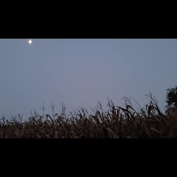 The Harvest Moon And The Owl