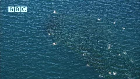 INCREDIBLE FLYING RAYS!