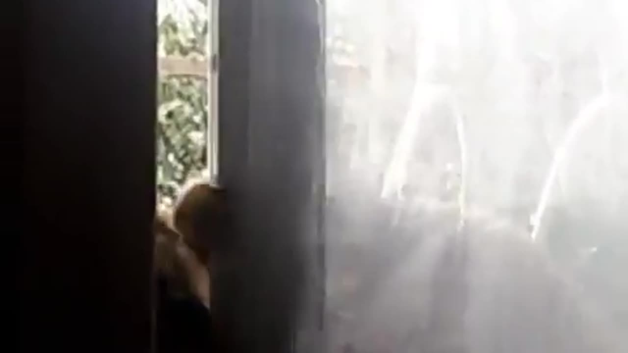 My cat is trying to open the window
