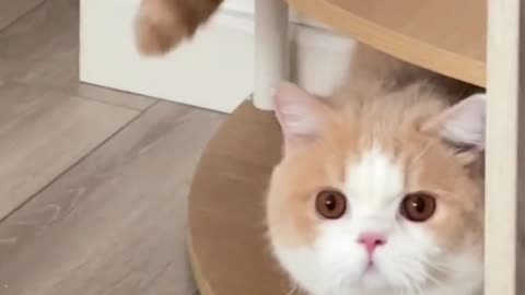 Cute cat