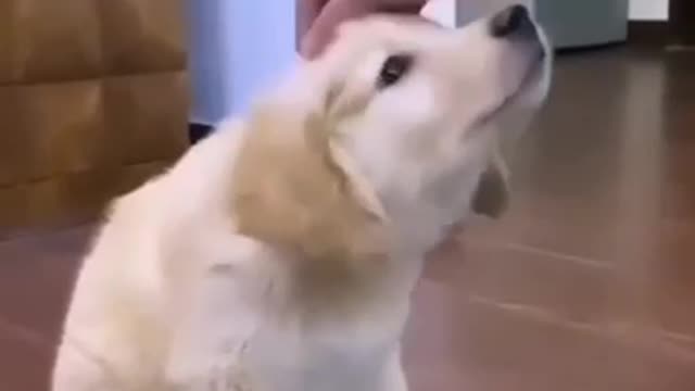 cute dog