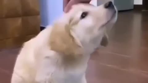 cute dog