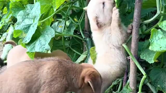 Chinese farm dog