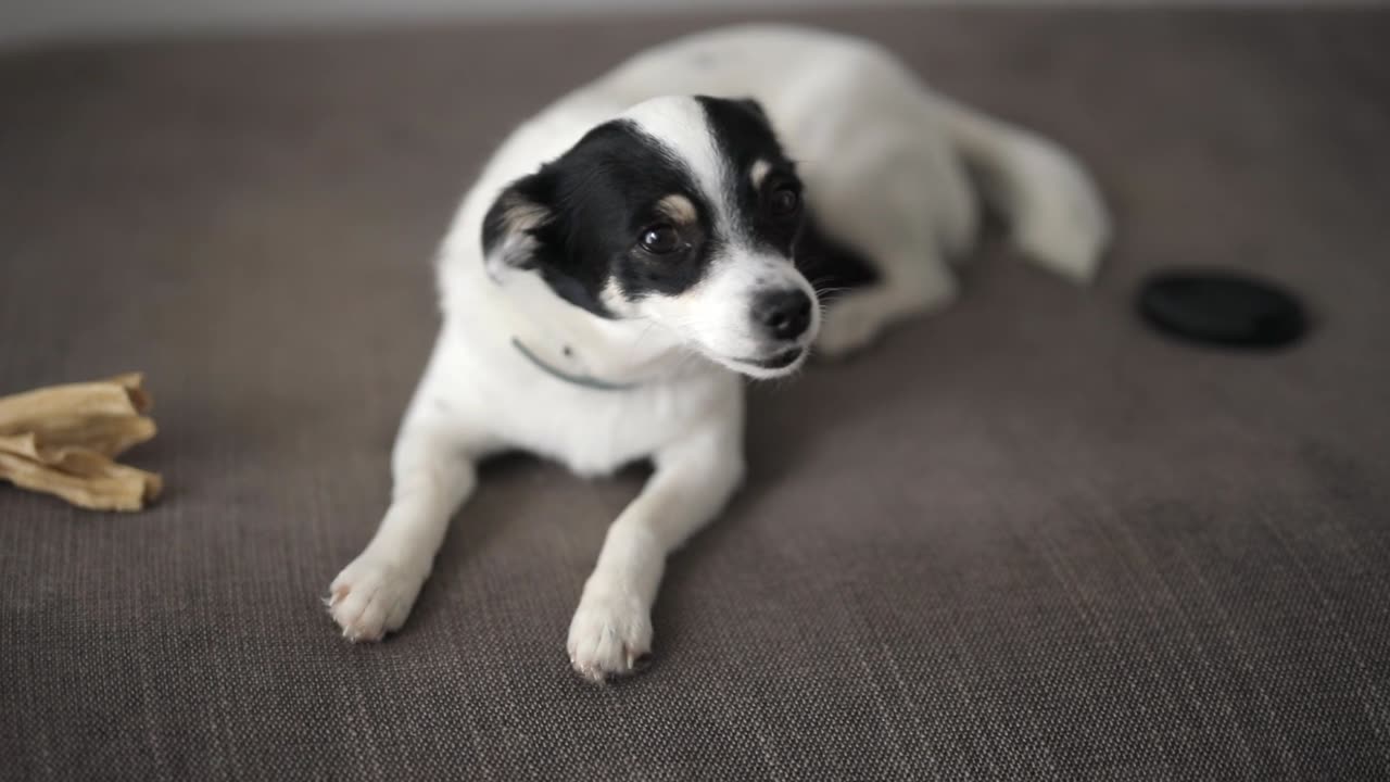 Video of Dog Sitting on Sofa