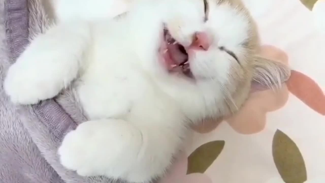 Funny Cute Cat