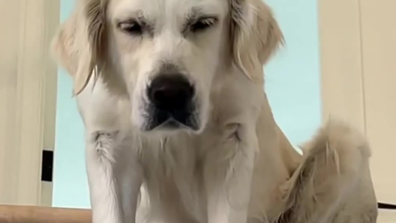 Dog Amezing Funny Scene