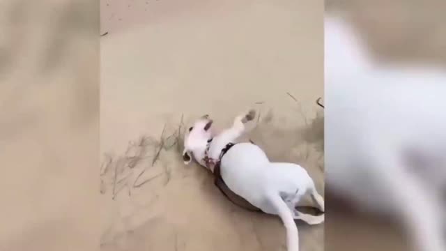 Cats and Dogs videos😺🐶Funny Animal videos