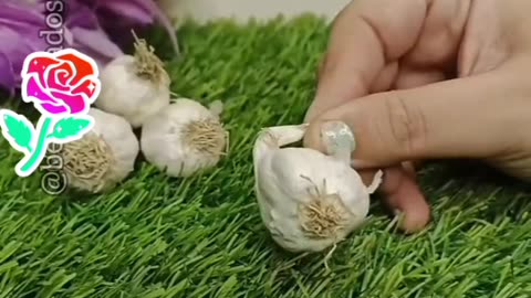 Hair fall remedy with garlic