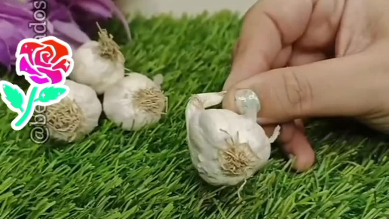 Hair fall remedy with garlic