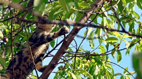 Cat stuck in a tree, then he looked at you