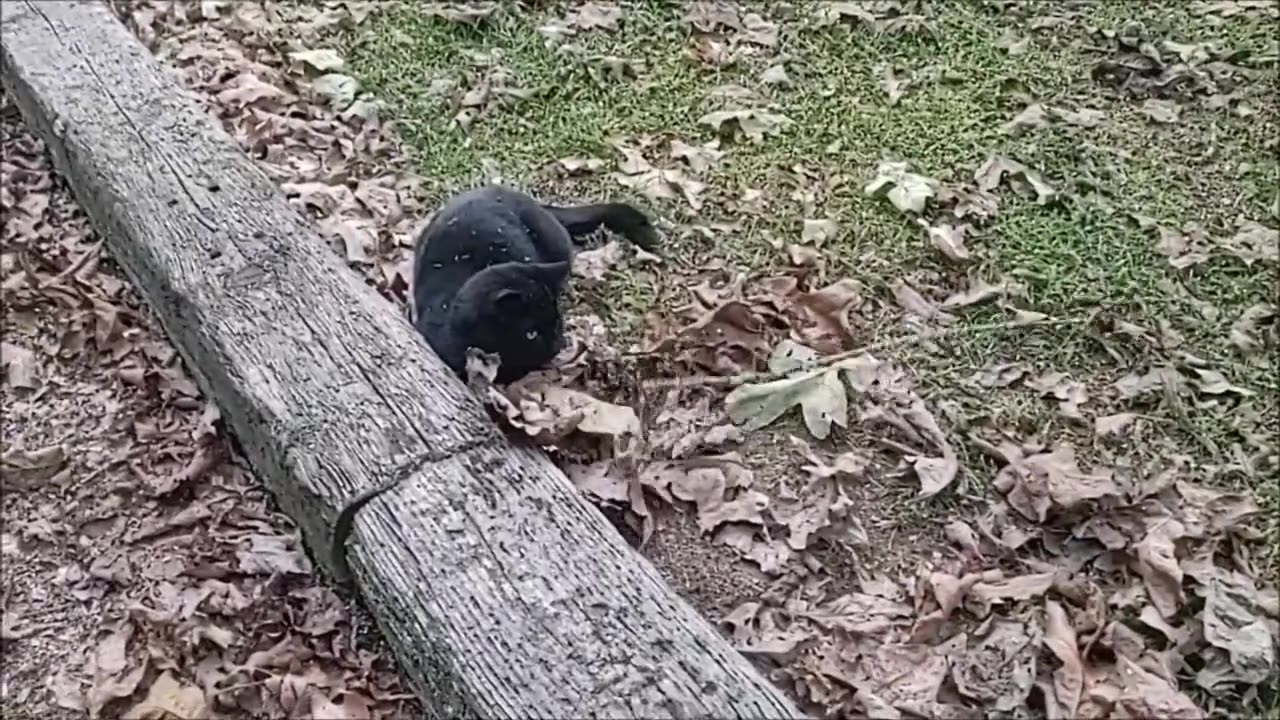 Cuddles playing with a Stick!