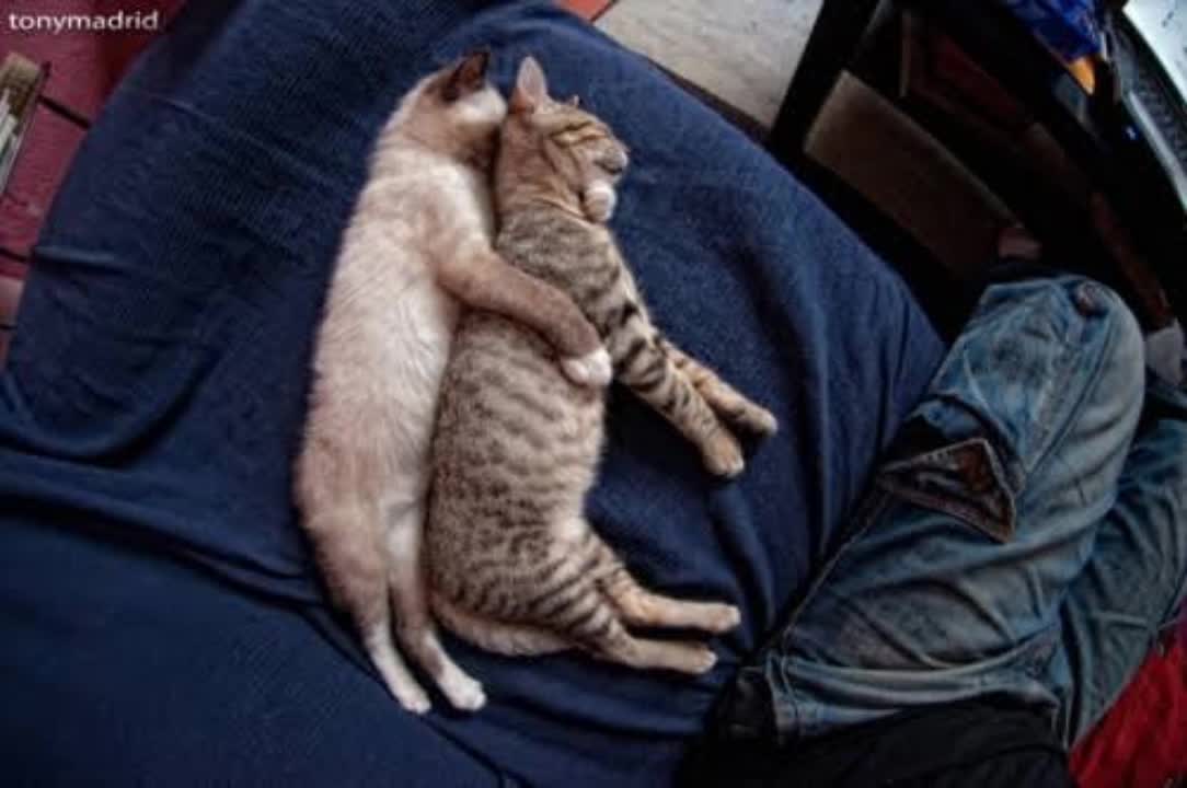 cute moment, cat's