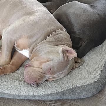 Dream. Dream. Dream. Dream