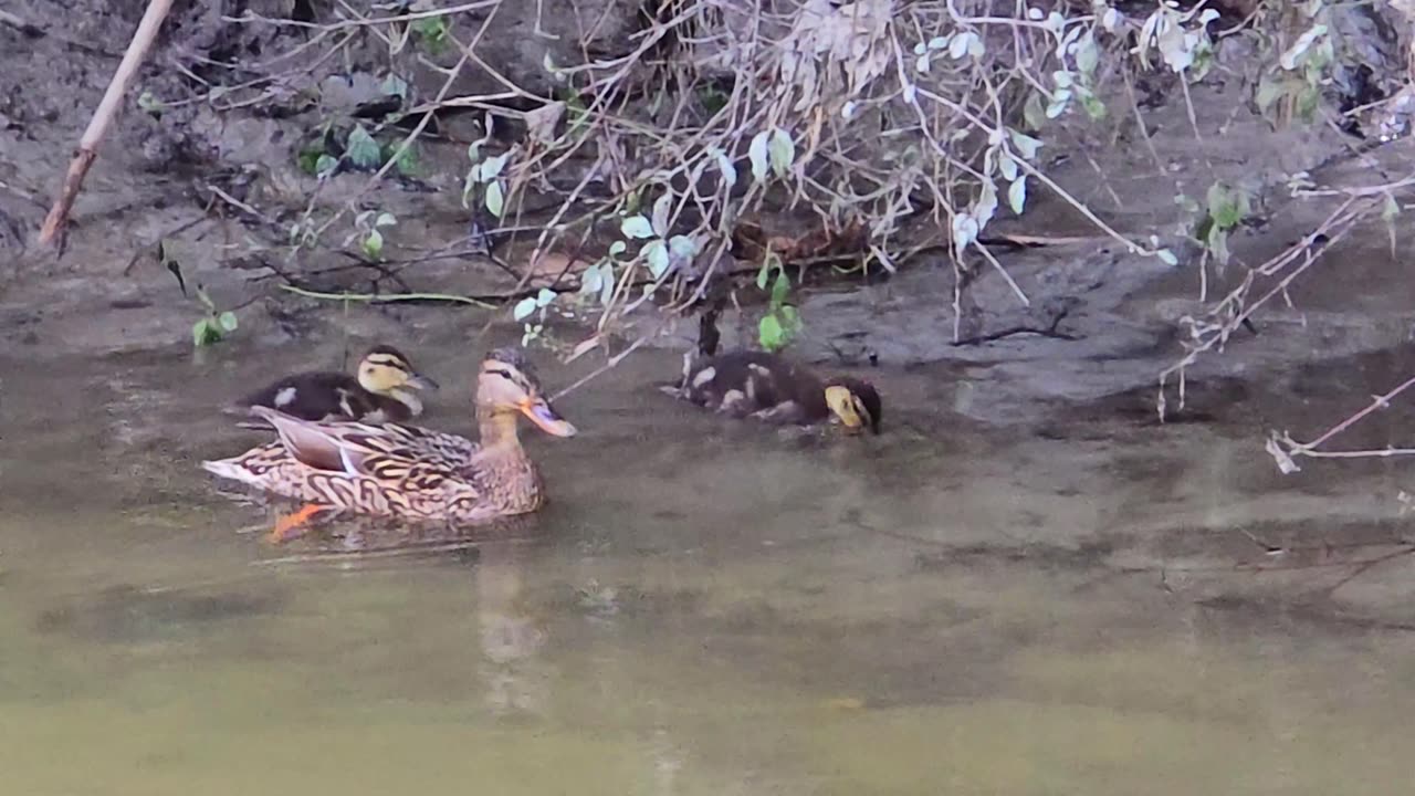 Two cute ducklings swimming with their mother in the river / beautiful little ducks in the water.
