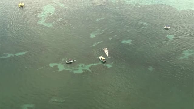 Aus beaches close as sharks eat dead whale