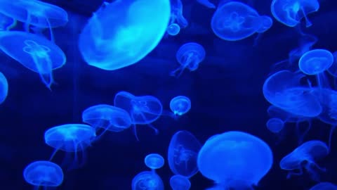 DEEP OCEAN - Drifting Jellyfish with Ambient and Calming Music for Relaxation-12