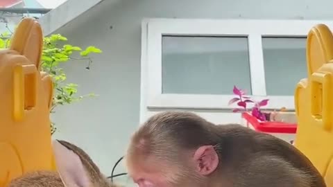 Monkey and Rabbit enjoying Watermelon