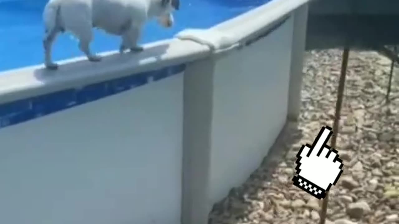 Dog swimming in the pool😍| smart dog |