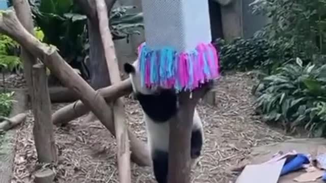 Panda cub gender reveal party