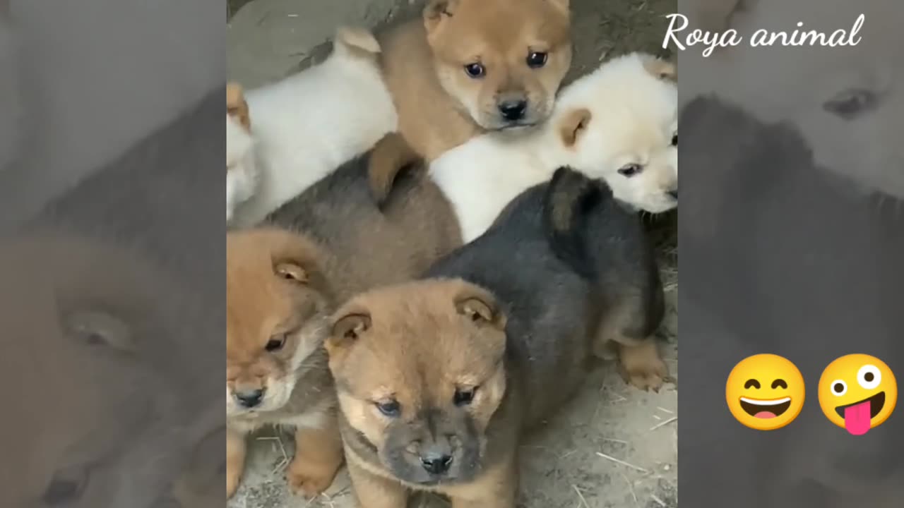 Funny animalš¤£funny dog