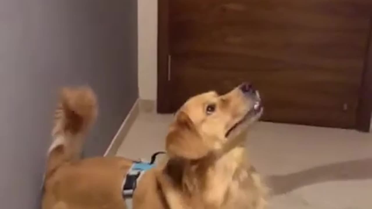 The dog is Biggest long jump for eating 🍗🍗🍗🍗 food