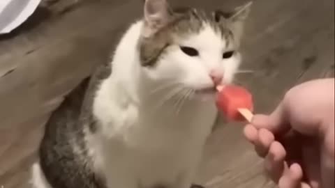 Cute cat funny moment