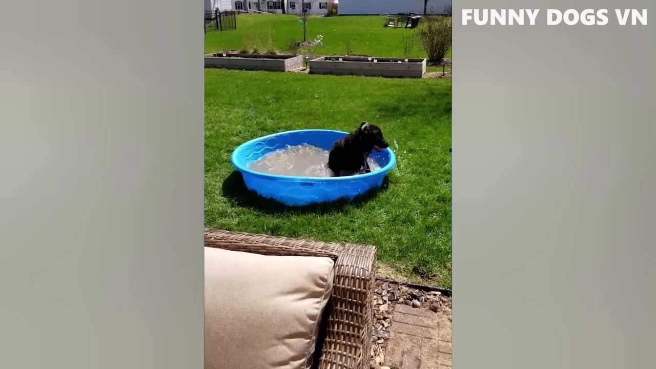 Funniest Video.