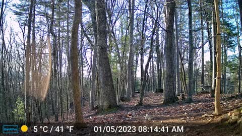 The Woods – 01/05/2023