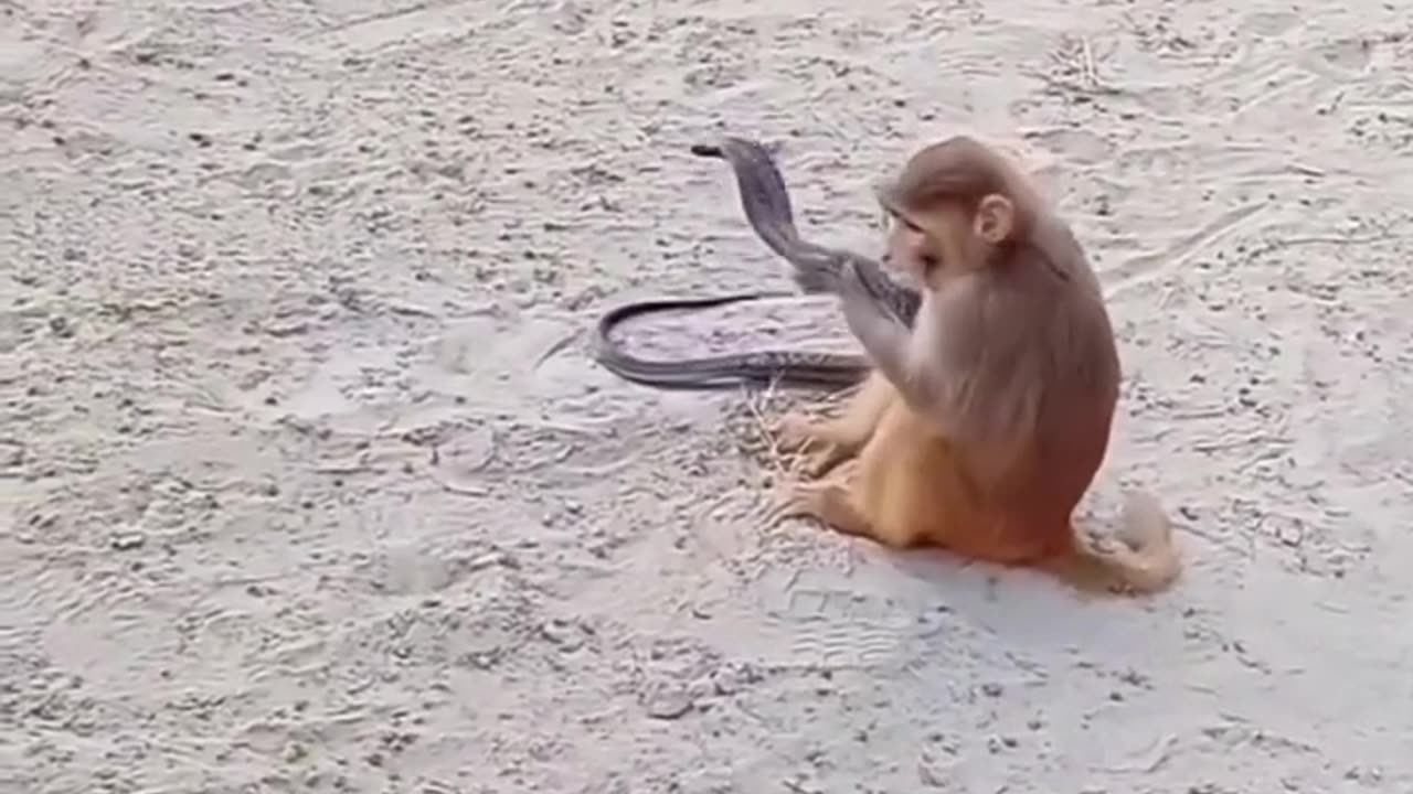 Funny moments video, funny animal videos funny cute,Funny monkey & snake fight 🤣