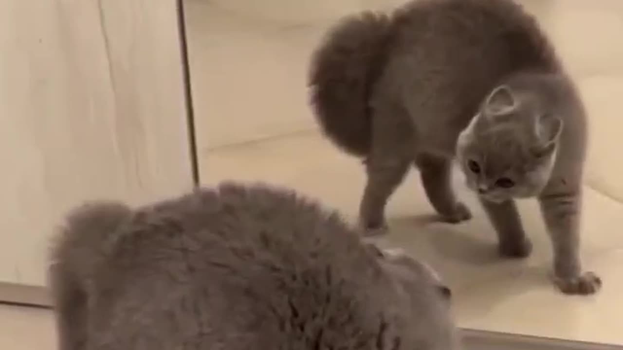 Funny cats | funny cat videos