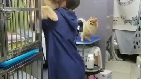 Stray Dog Checks Himself Into Animal Clinic