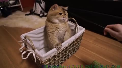 Who's in the basket