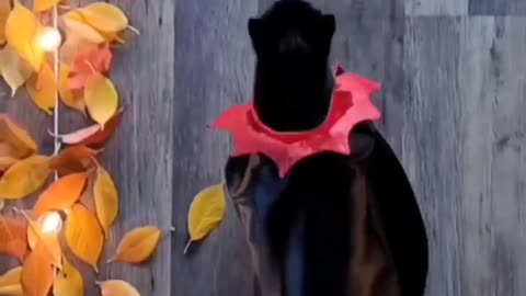 😼😈😁