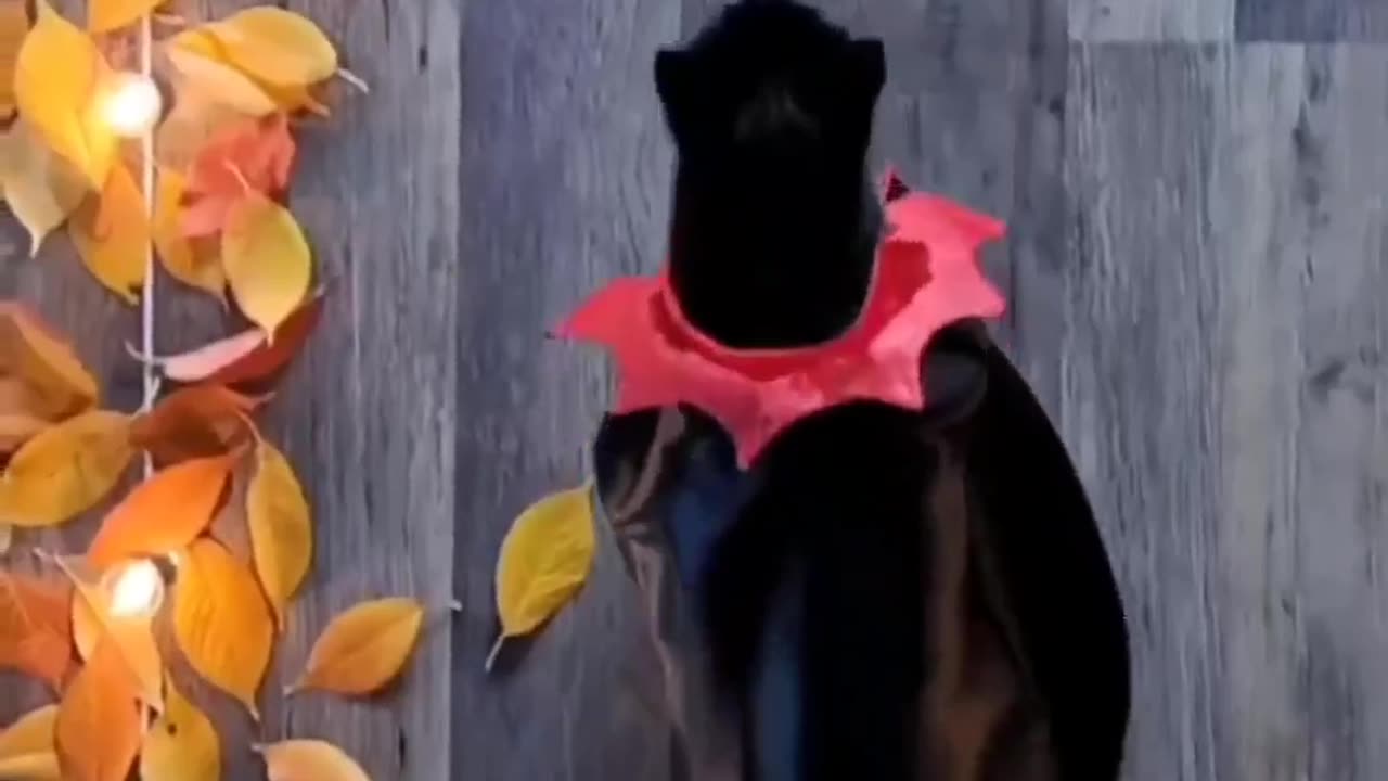 😼😈😁