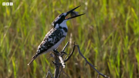 Kingfisher's Epic Dive to Catch Prey | SeasonalWonderlands| BBC Earth 🌎🌍