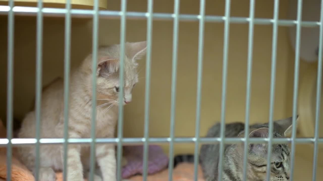 Cute kittens in kennel