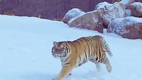 Did you see the end of the video? Was that a tiger that jumped up last?