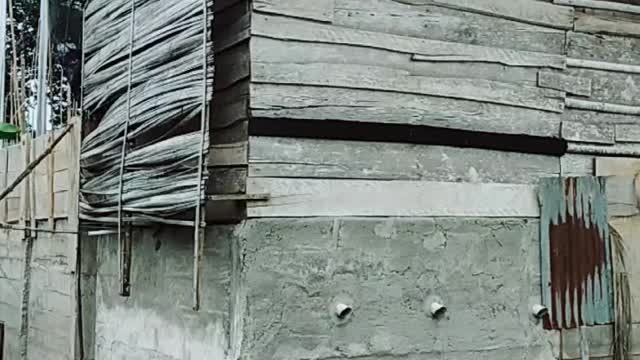 Swiftlet Cultivation