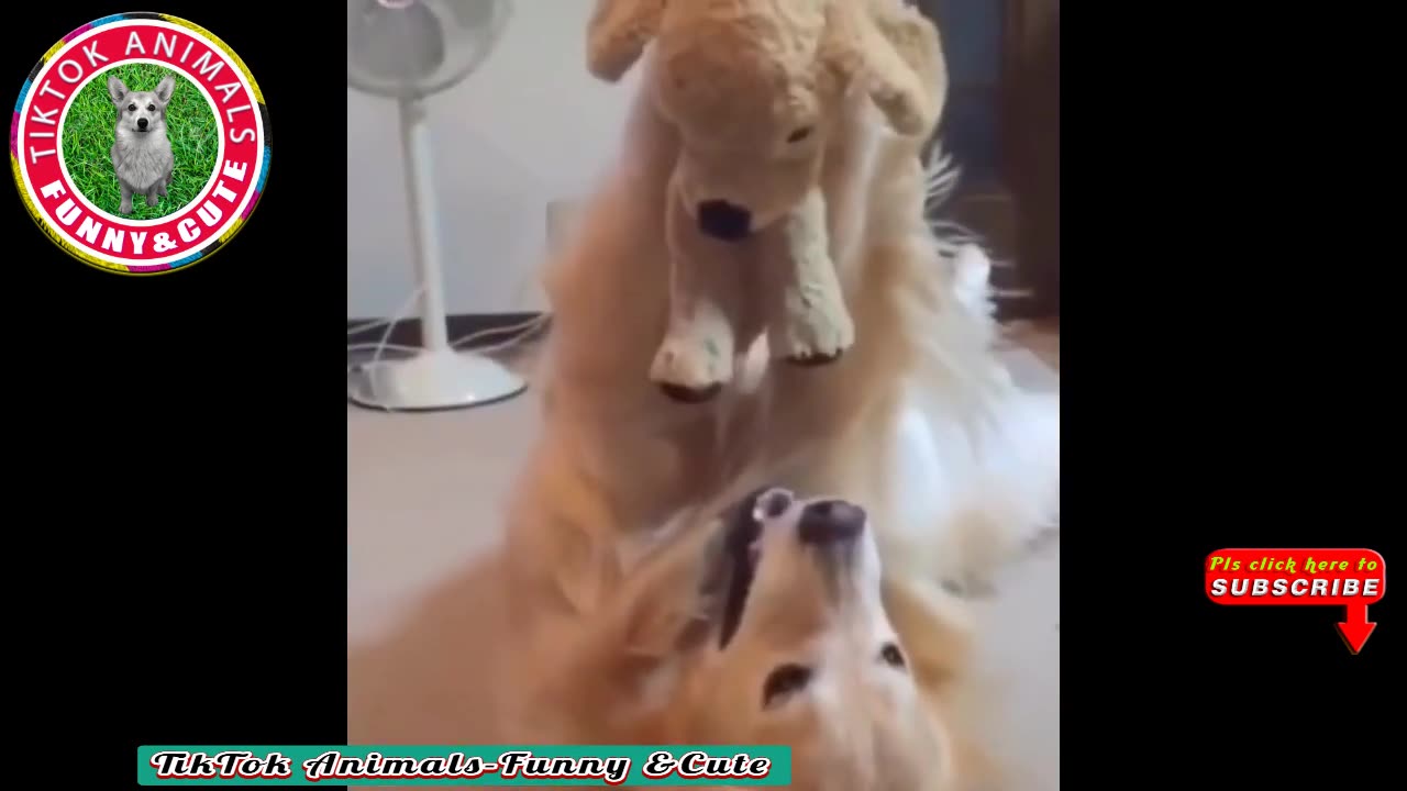 🐶TikTok Animals-Funny and Cute -Dog Video #13 TikTok Animals-Funny