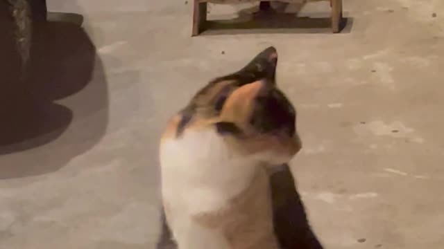 Possum Eats Cat Food in Front of Cats