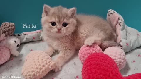 Playtime with the mother cat and the kittens