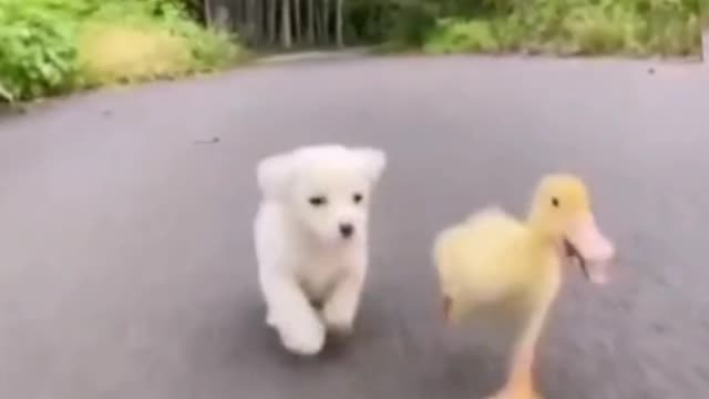 Dare to bully me? I'll bite you!