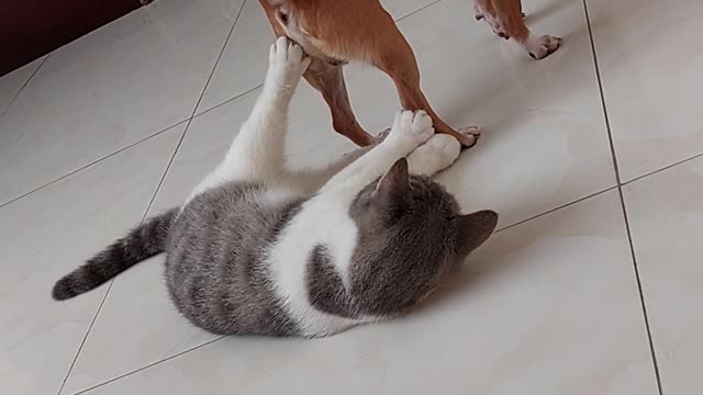 Small Dog Tries to Sit on Cat