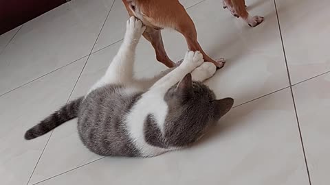 Small Dog Tries to Sit on Cat