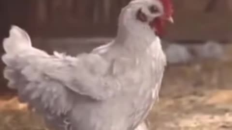 Funny hen video