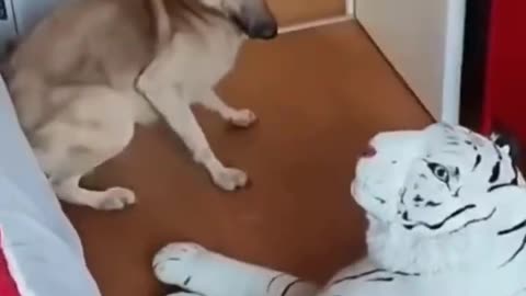 Dog scared of stuffed tiger