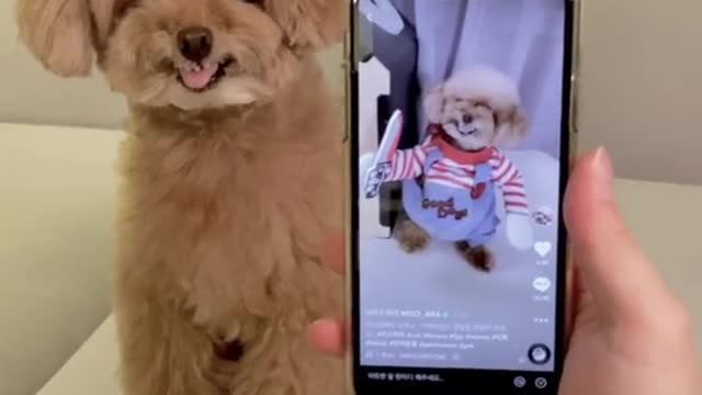 이게뭐야 이게뭐야 이건...너야..😅 #미소아라 #foryou #fyp #tiktok #반려동물 #pet #toypoodle