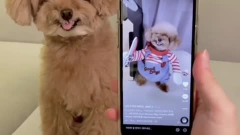 이게뭐야 이게뭐야 이건...너야..😅 #미소아라 #foryou #fyp #tiktok #반려동물 #pet #toypoodle